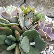 Load image into Gallery viewer, DIY Succulent Terrarium Kit 6.25" x 8.75" (BLACK)