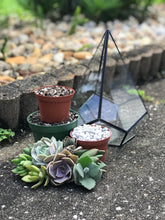 Load image into Gallery viewer, DIY Succulent Terrarium Kit 6.25" x 8.75" (BLACK)