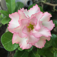 Load image into Gallery viewer, Adenium Lover's Subscription Kit (monthly)