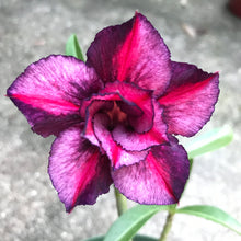 Load image into Gallery viewer, Adenium Lover's Subscription Kit (monthly)