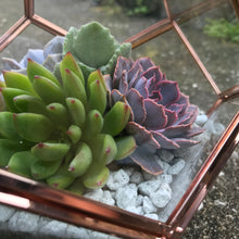 Load image into Gallery viewer, DIY Succulent Terrarium Kit 7"x6" (ROSE GOLD)