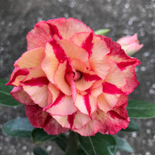 Load image into Gallery viewer, Adenium Lover's Subscription Kit (monthly)