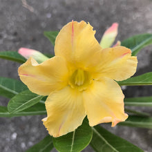 Load image into Gallery viewer, Adenium Lover's Subscription Kit (monthly)