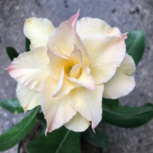 Load image into Gallery viewer, Adenium Lover's Subscription Kit (monthly)