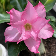 Load image into Gallery viewer, Adenium Lover's Subscription Kit (monthly)