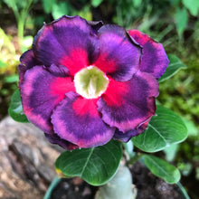 Load image into Gallery viewer, Adenium Lover's Subscription Kit (monthly)