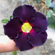 Load image into Gallery viewer, Adenium Lover's Subscription Kit (monthly)