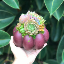 Load image into Gallery viewer, 6" Purple Succulent Pumpkin