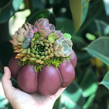 Load image into Gallery viewer, 6" Purple Succulent Pumpkin
