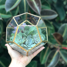 Load image into Gallery viewer, DIY Succulent Terrarium Kit 6"x7" (GOLD)