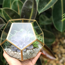 Load image into Gallery viewer, DIY Succulent Terrarium Kit 6"x7" (GOLD)