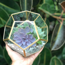 Load image into Gallery viewer, DIY Succulent Terrarium Kit 6"x7" (GOLD)