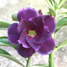 Load image into Gallery viewer, Adenium Lover's Subscription Kit (monthly)