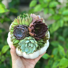 Load image into Gallery viewer, White Succulent Pumpkin (10" and 6" sizes)