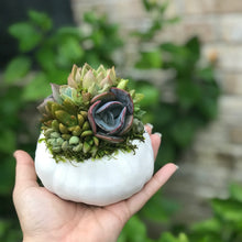 Load image into Gallery viewer, 4" White Succulent Pumpkin