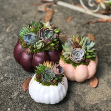 Load image into Gallery viewer, 4" White Succulent Pumpkin