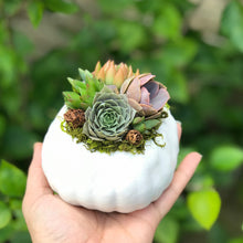 Load image into Gallery viewer, 4" White Succulent Pumpkin