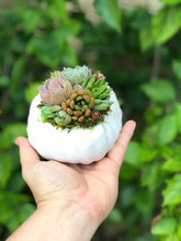 Load image into Gallery viewer, 4" White Succulent Pumpkin