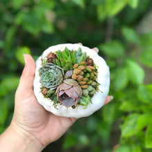 Load image into Gallery viewer, 4" White Succulent Pumpkin