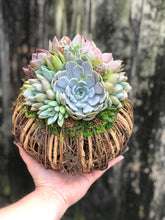 Load image into Gallery viewer, 8" Rattan Succulent Pumpkin (Lights up!)