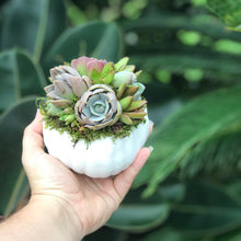 Load image into Gallery viewer, 4" White Succulent Pumpkin