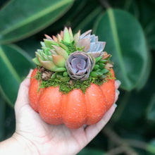 Load image into Gallery viewer, 4.5" Orange Succulent Pumpkin