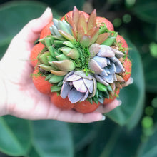 Load image into Gallery viewer, 4.5" Orange Succulent Pumpkin