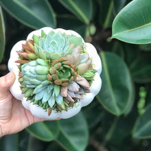 Load image into Gallery viewer, White Succulent Pumpkin (10" and 6" sizes)