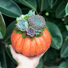 Load image into Gallery viewer, 6" Orange Succulent Pumpkin