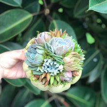 Load image into Gallery viewer, 6" Mint Succulent Pumpkin