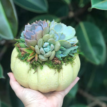 Load image into Gallery viewer, 6" Mint Succulent Pumpkin