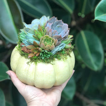 Load image into Gallery viewer, 6" Mint Succulent Pumpkin