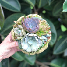 Load image into Gallery viewer, 6" Mint Succulent Pumpkin