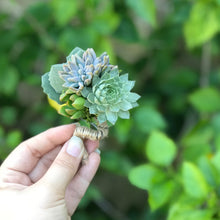 Load image into Gallery viewer, Succulent Boutonnières