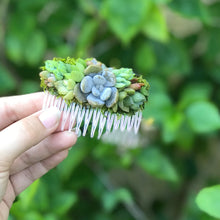 Load image into Gallery viewer, Succulent Hair Comb