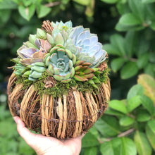 Load image into Gallery viewer, 8" Rattan Succulent Pumpkin (Lights up!)