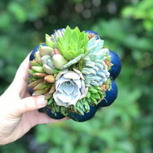 Load image into Gallery viewer, 6" Blue Succulent Pumpkin