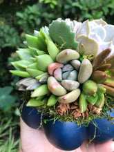 Load image into Gallery viewer, 6" Blue Succulent Pumpkin