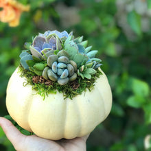 Load image into Gallery viewer, 6" Off-White Succulent Pumpkin