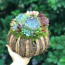 Load image into Gallery viewer, 8" Rattan Succulent Pumpkin (Lights up!)