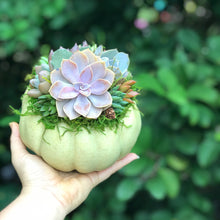Load image into Gallery viewer, 6" Mint Succulent Pumpkin
