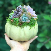Load image into Gallery viewer, 6" Mint Succulent Pumpkin