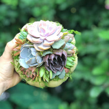 Load image into Gallery viewer, 6" Mint Succulent Pumpkin
