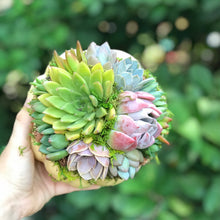 Load image into Gallery viewer, 6" Off-White Succulent Pumpkin