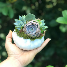 Load image into Gallery viewer, 4" White Succulent Pumpkin