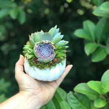 Load image into Gallery viewer, 4" White Succulent Pumpkin