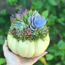Load image into Gallery viewer, 6" Mint Succulent Pumpkin