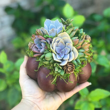 Load image into Gallery viewer, 6" Purple Succulent Pumpkin