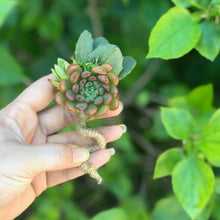 Load image into Gallery viewer, Succulent Boutonnières