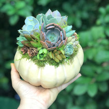 Load image into Gallery viewer, 6" Off-White Succulent Pumpkin